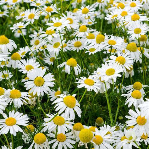 Chamomile and the Art of Meditation: Enhancing the Magical Experience